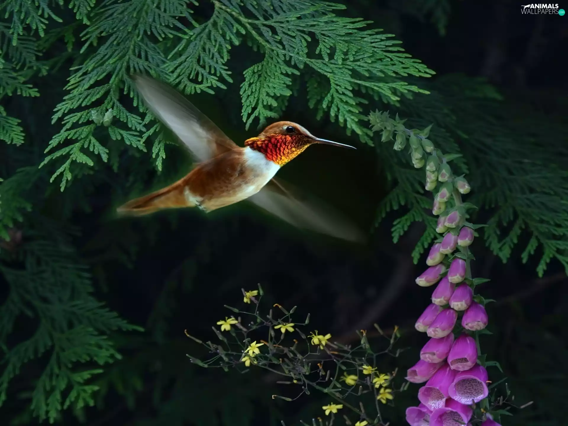 humming-bird, Flower, sapling, flight