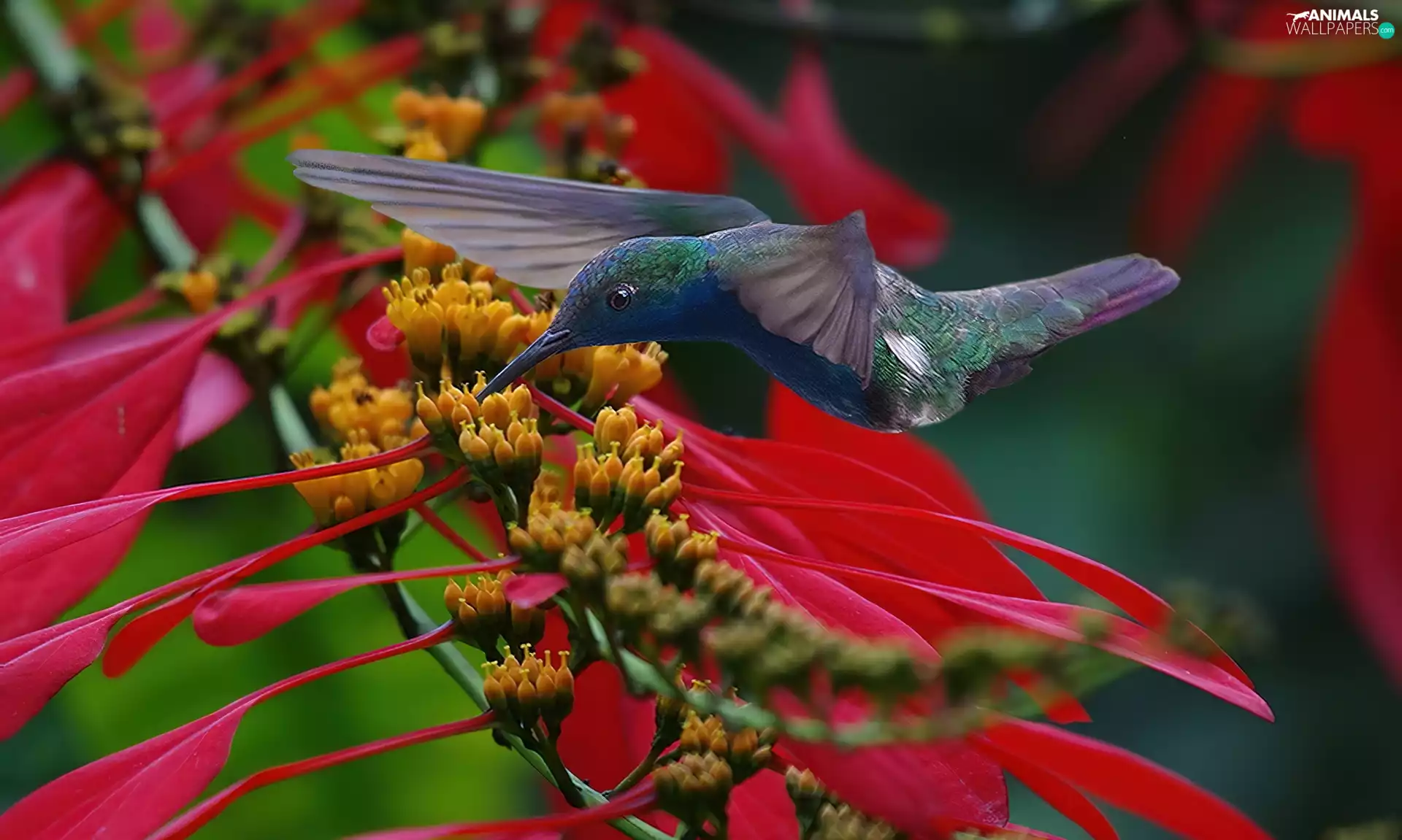 Flowers, humming-bird, Bird