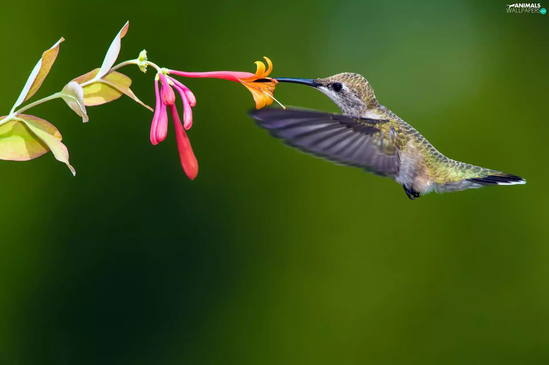 Bird, Colourfull Flowers