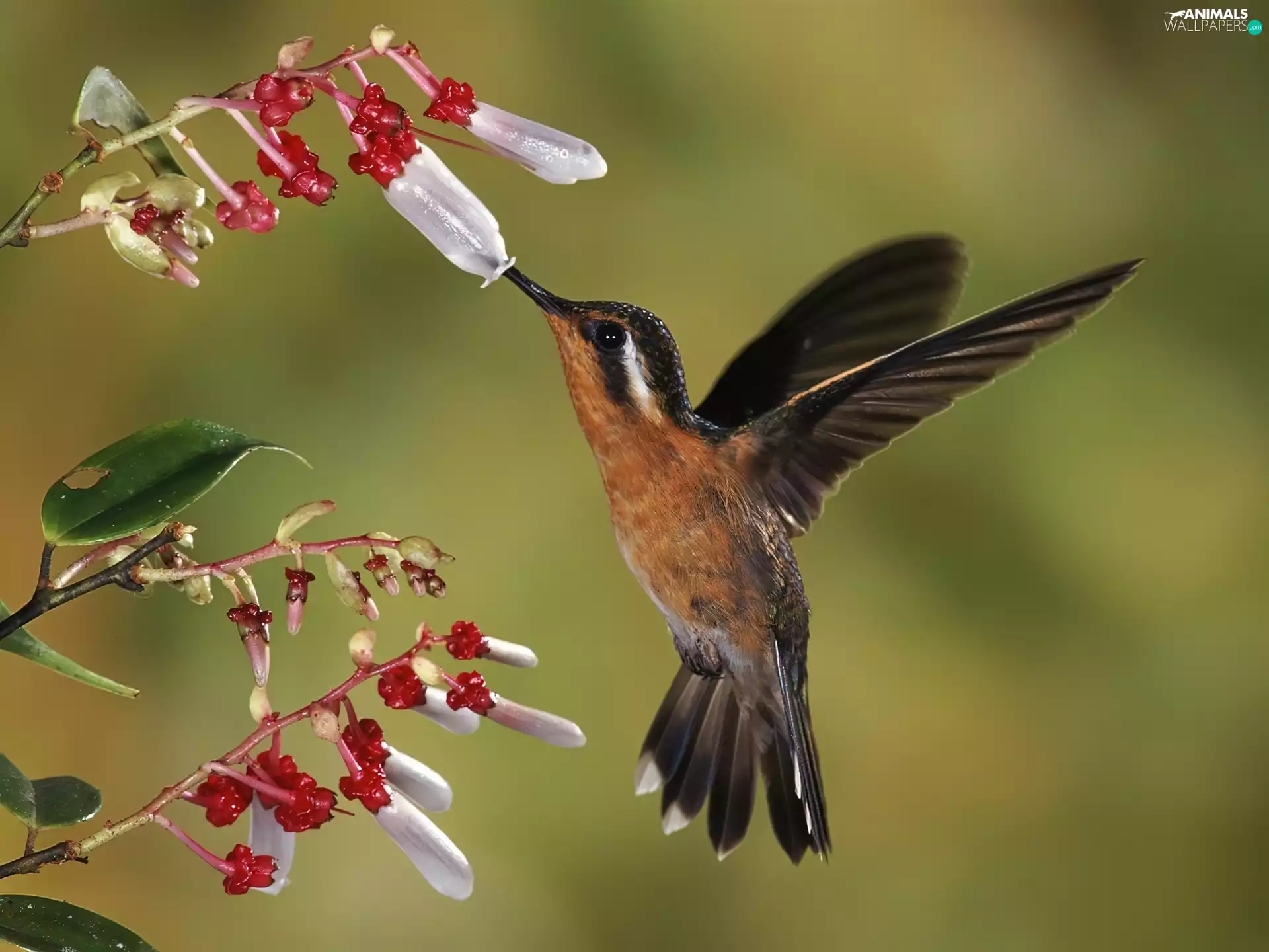 Bird, dew, humming-bird, Colourfull Flowers