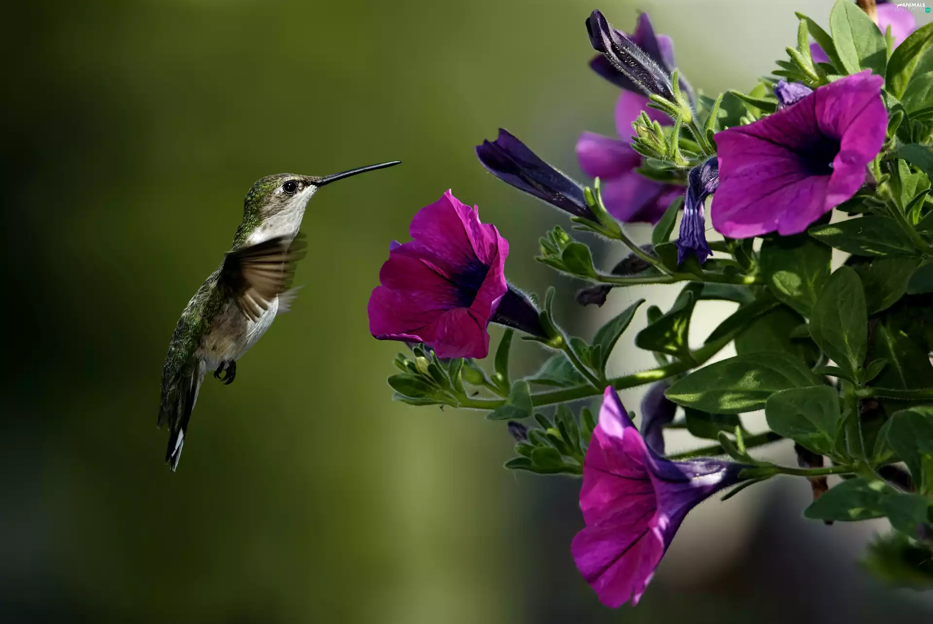 Flowers, Bird, humming-bird