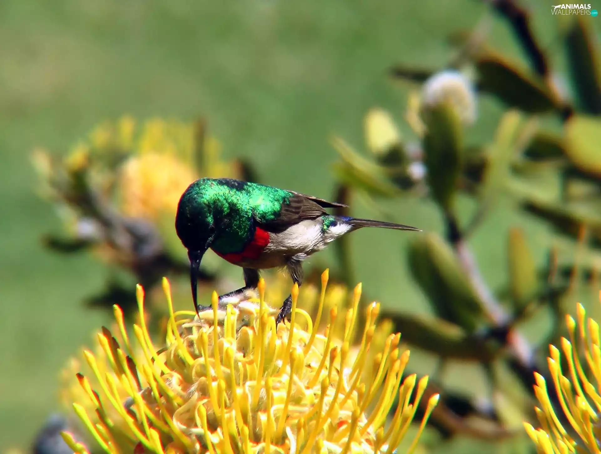 humming-bird, Flowers, blur, Yellow