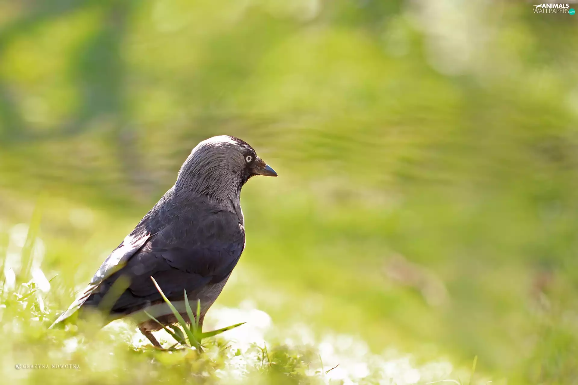 Bird, jackdaw, Gray