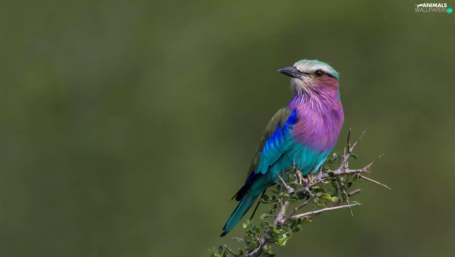 Bird, purple, Green