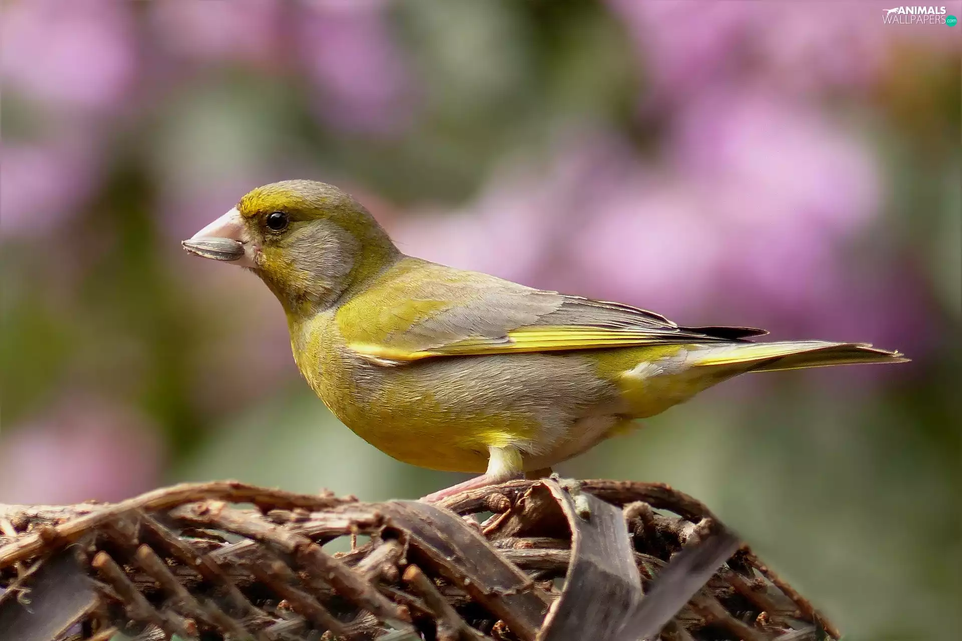Bird, European Greenfinch