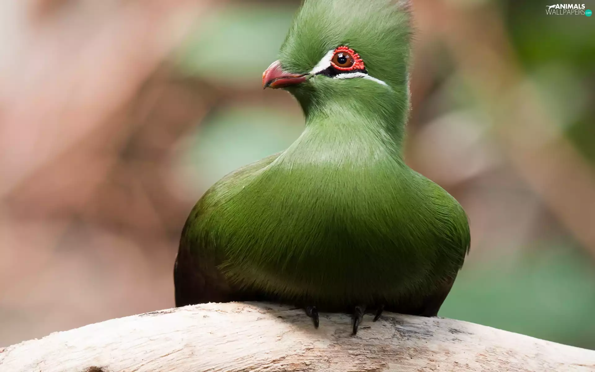 Guinea Turaco, Green, Bird
