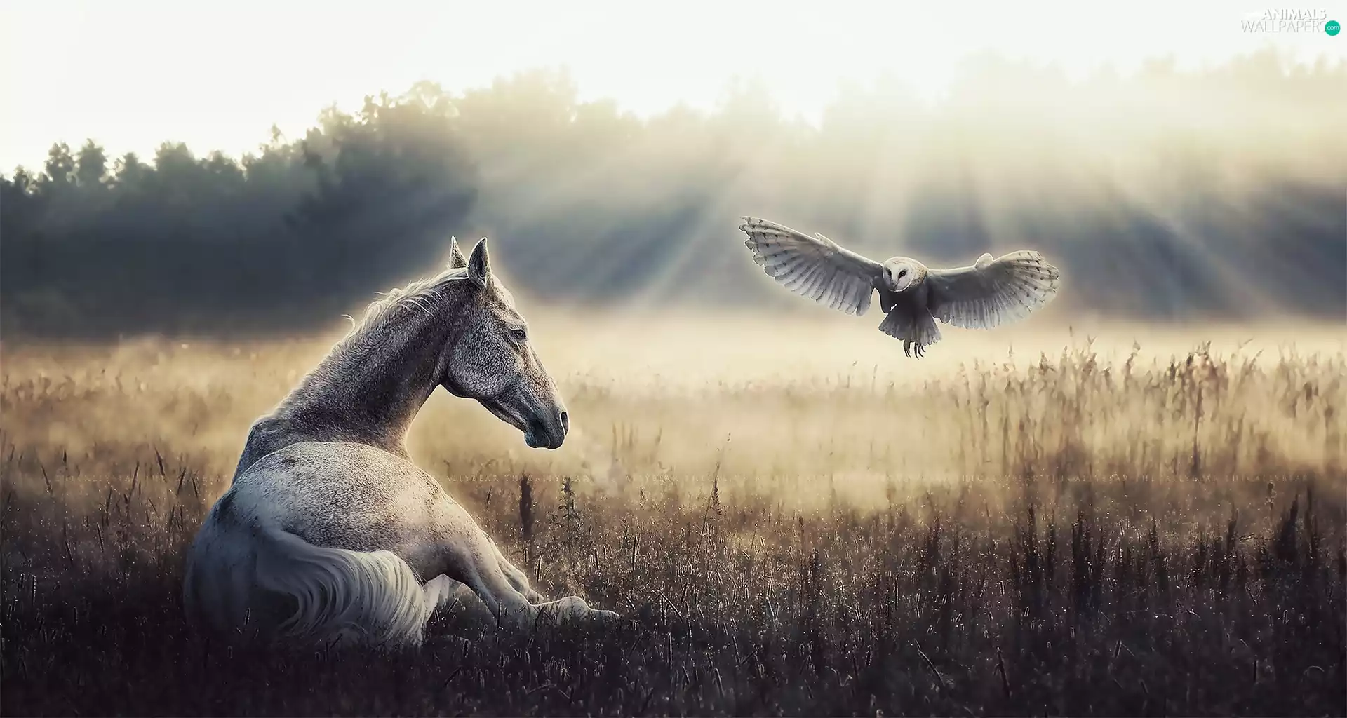 Horse, owl, grass, Bird