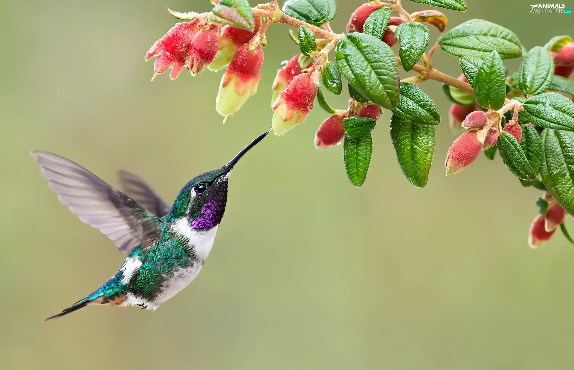 Colourfull Flowers, humming-bird, White-bellied Woodstar