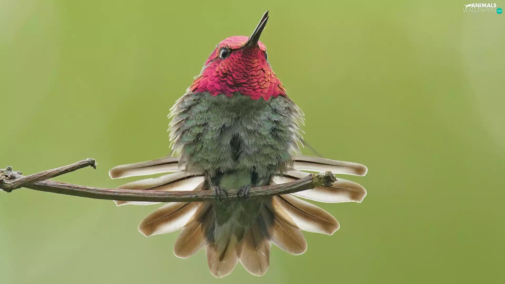 humming-bird, twig, Bird