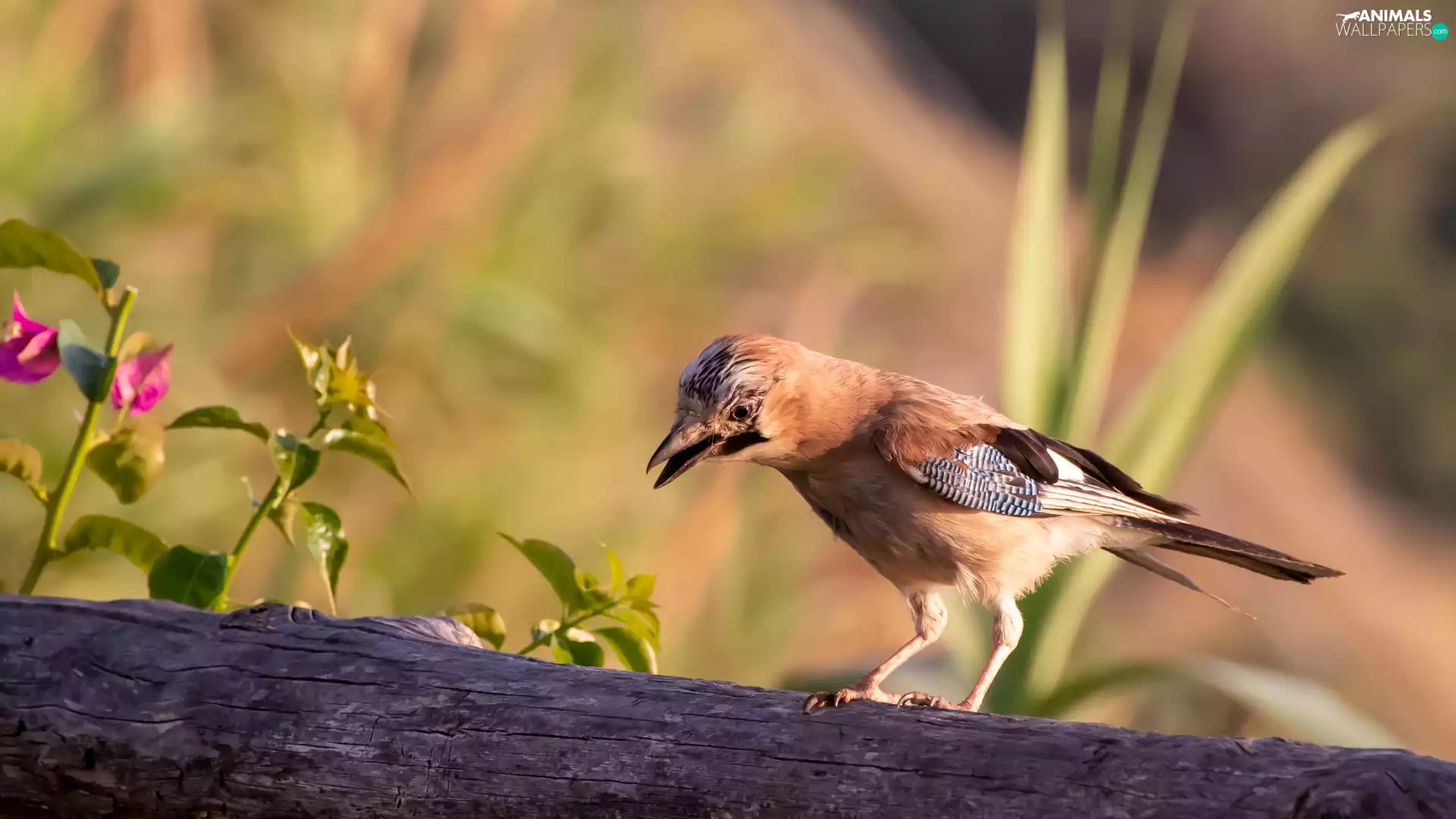 Bird, Eurasian Jay