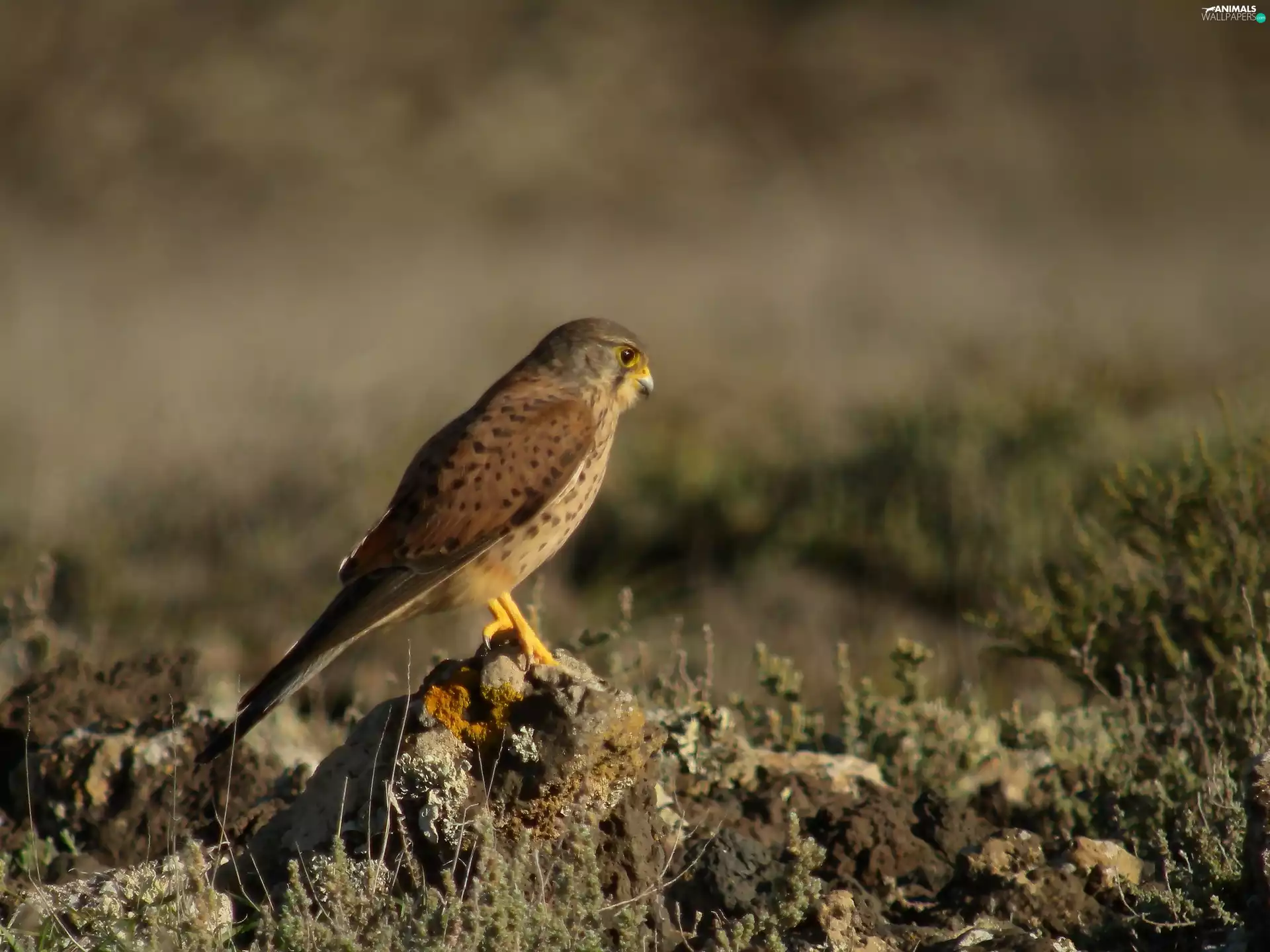 Bird, kestrel