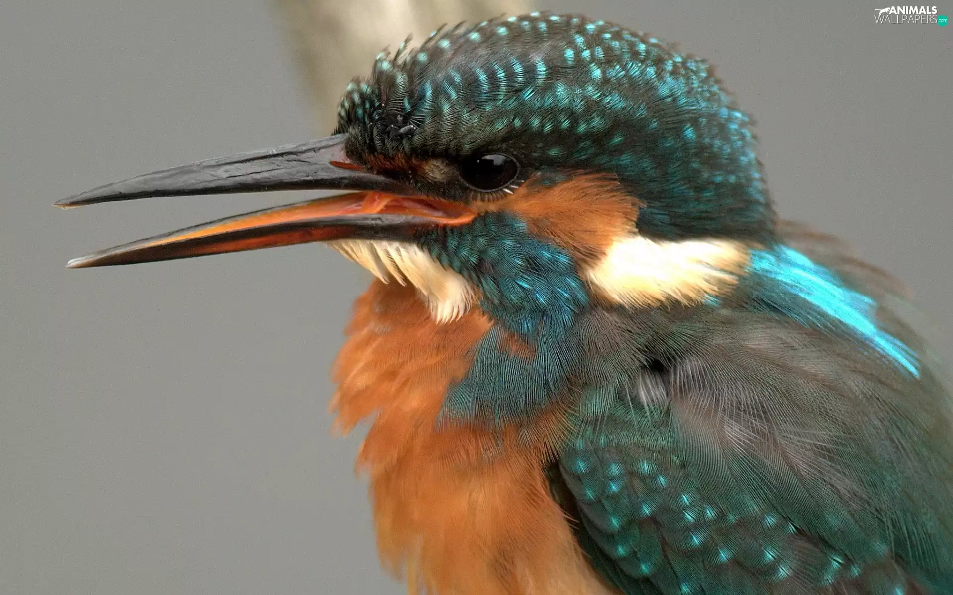 Bird, kingfisher