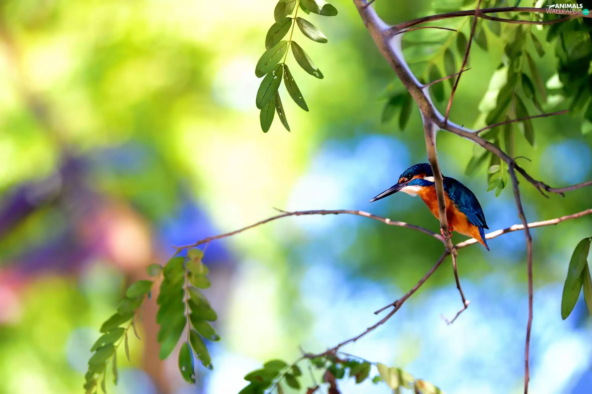 kingfisher, twig, Leaf, Bird