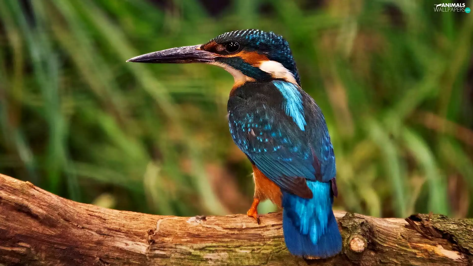 Bird, kingfisher