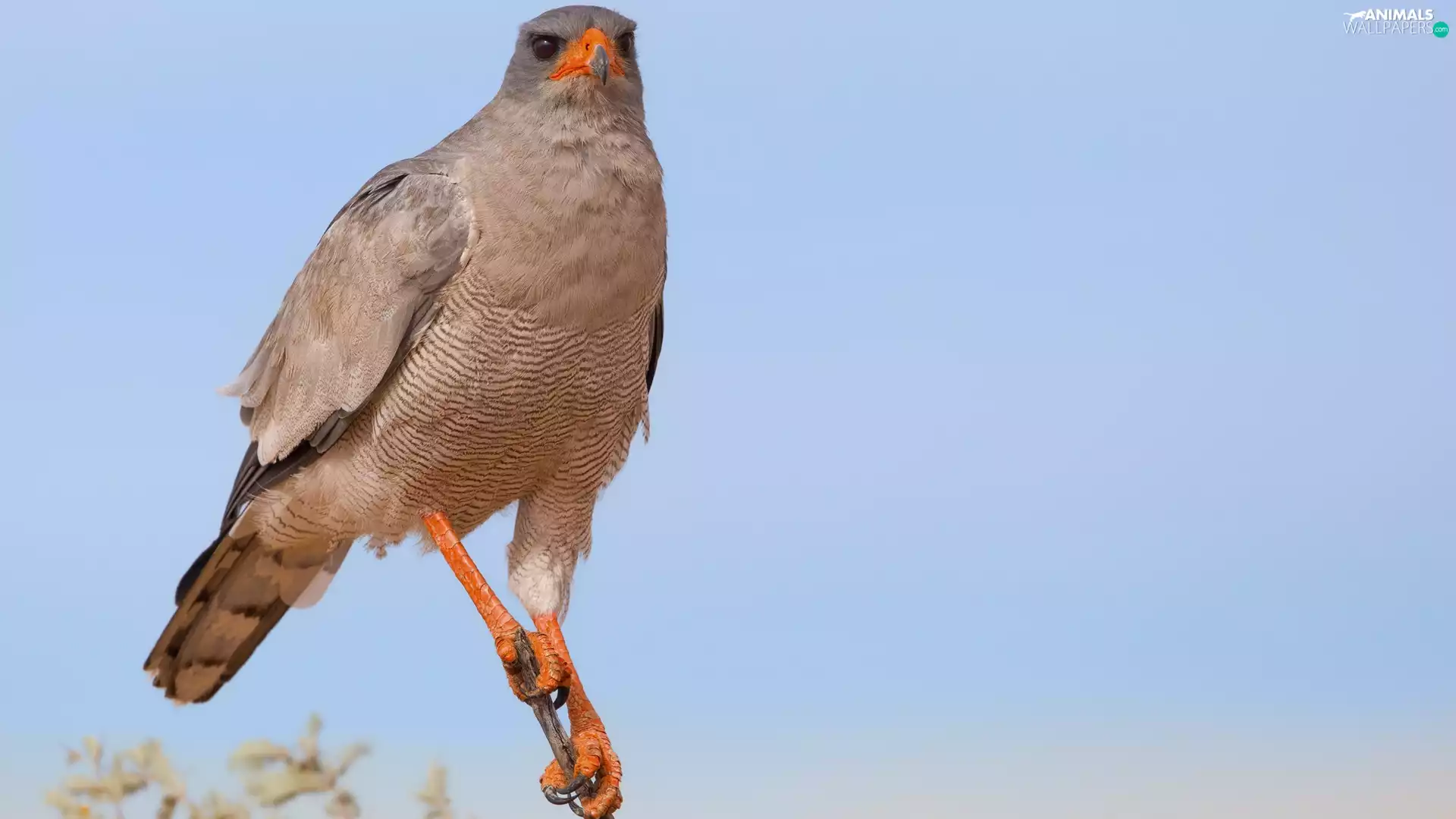 branch, Bird, Pale chanting goshawk