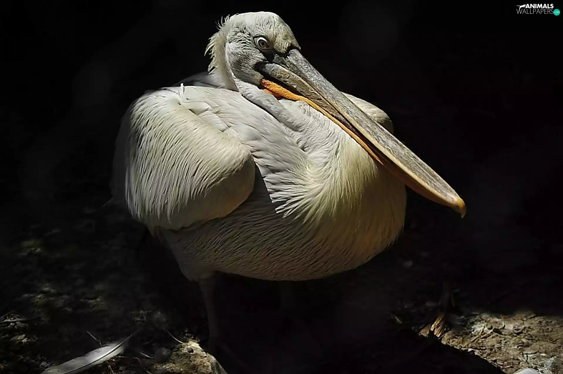 Bird, pelican