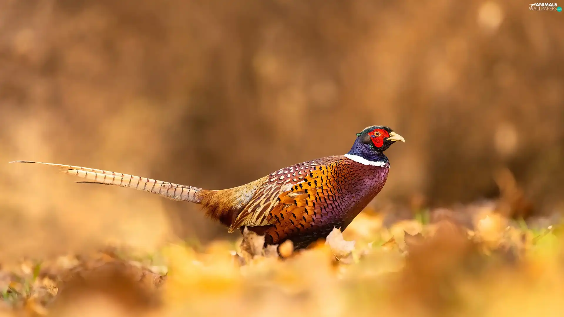 Bird, Common Pheasant