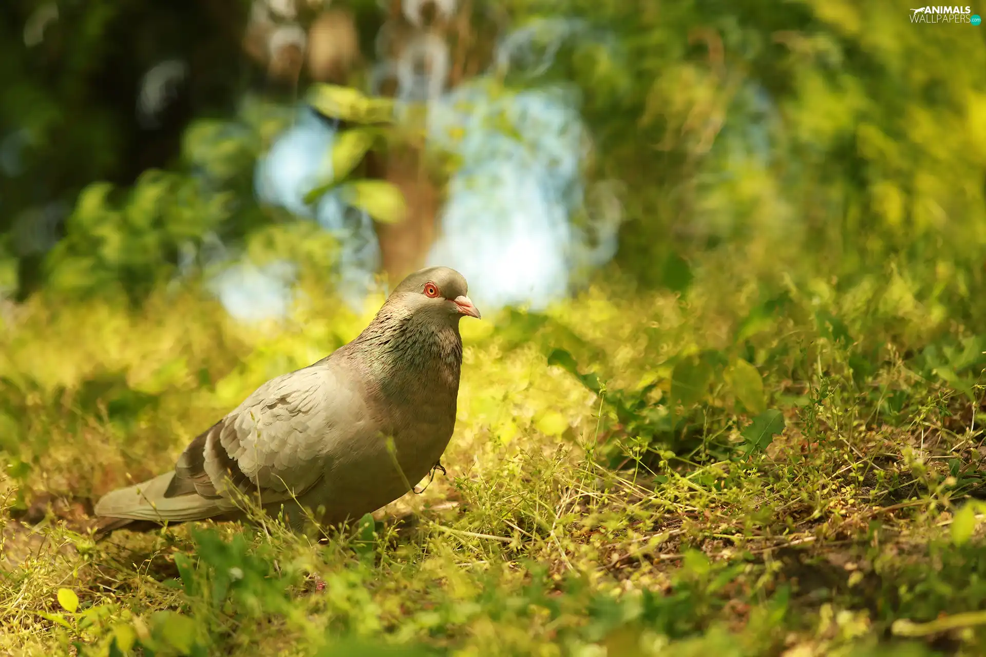 pigeon, grass, Plants, Bird