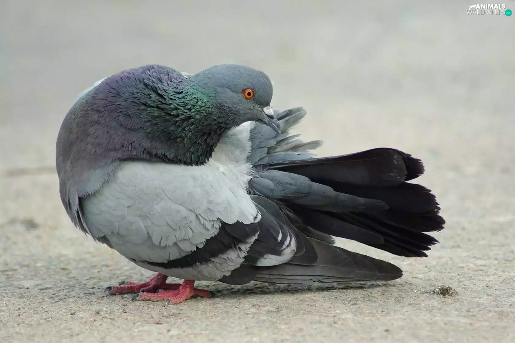 Bird, pigeon