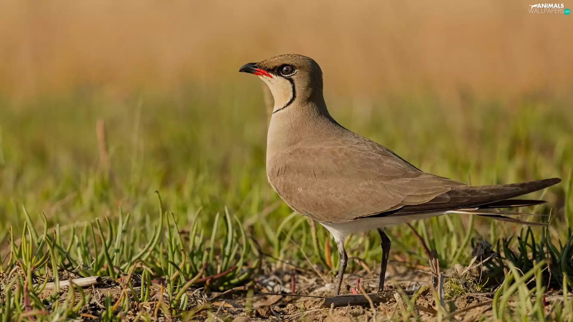 Bird, Collared Pratincole