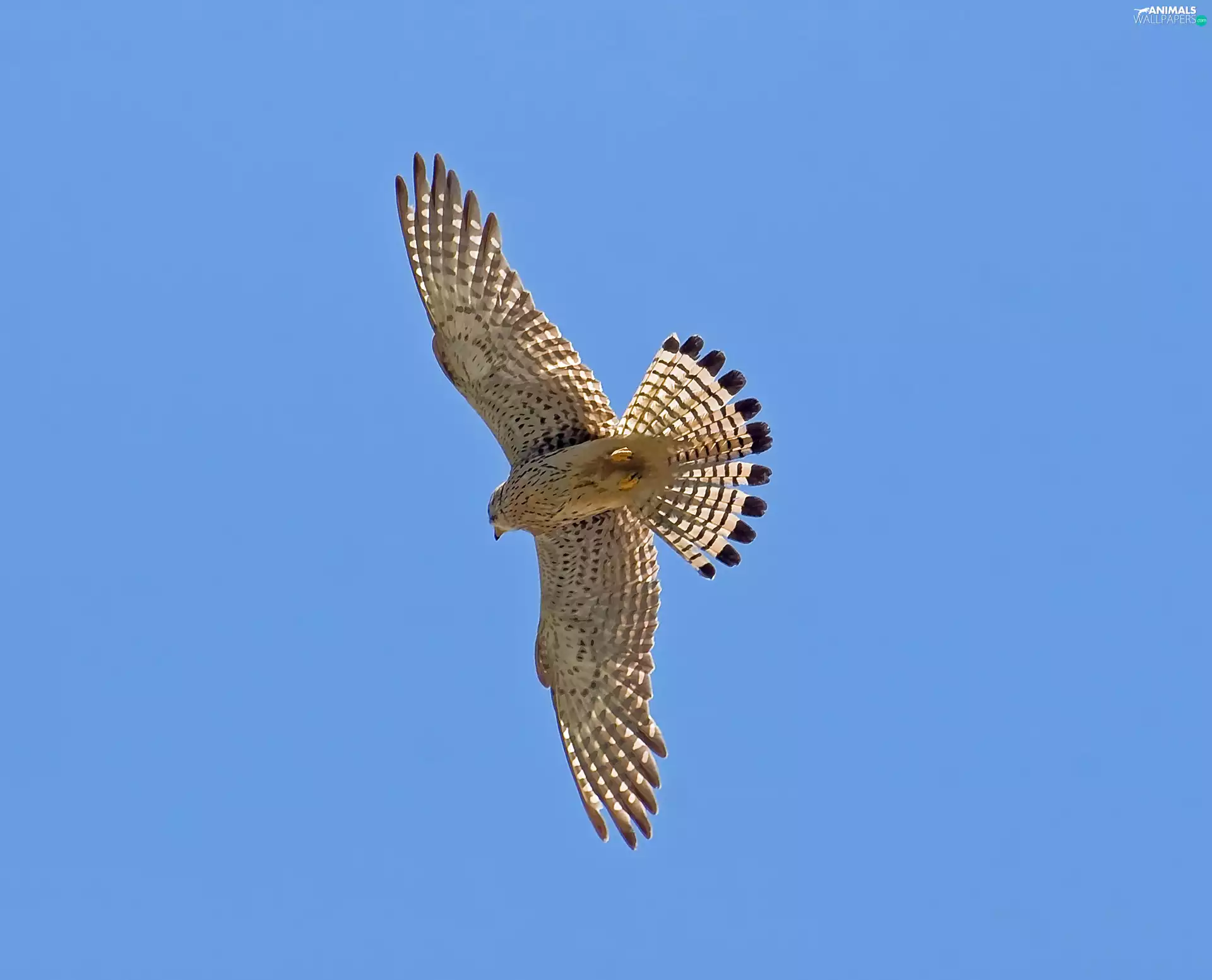 predatory, hawk, flight, Bird