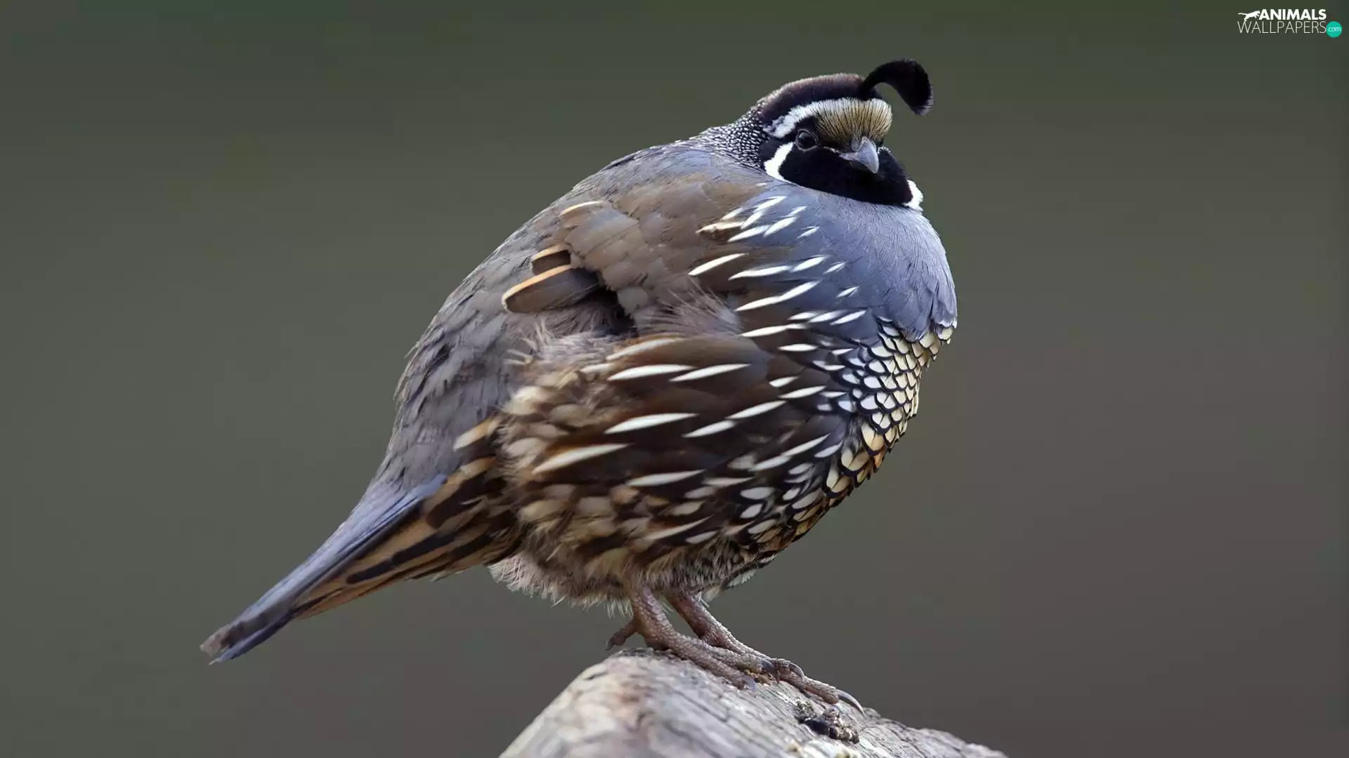 Bird, Quail