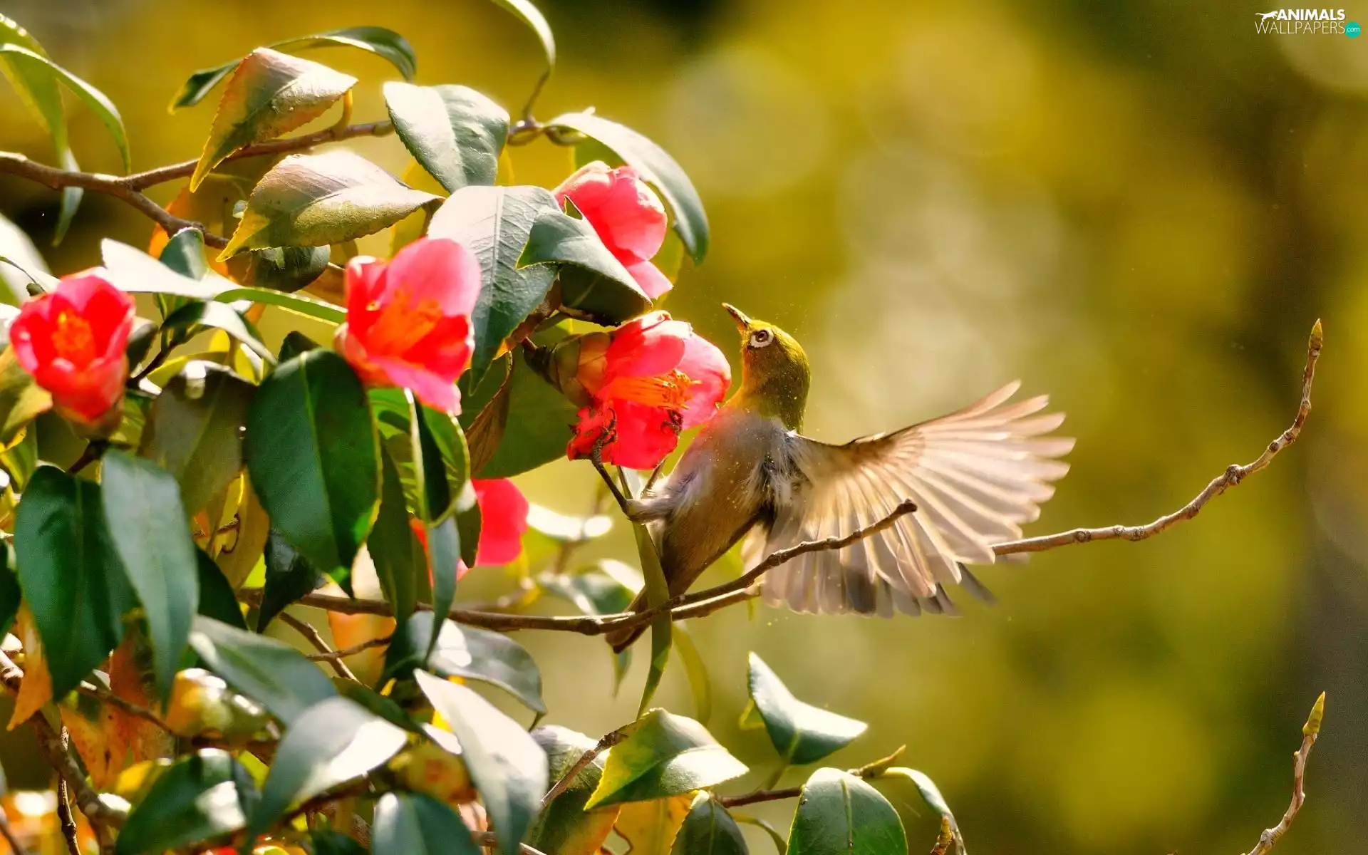 humming-bird, Red, Flowers, Bush