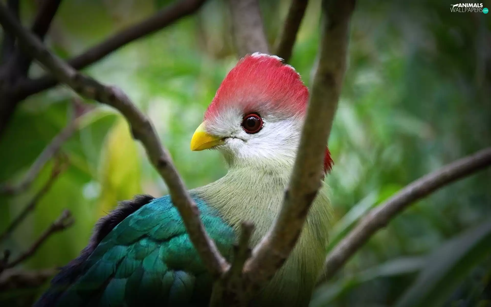 Red-crested Turaco, Bird