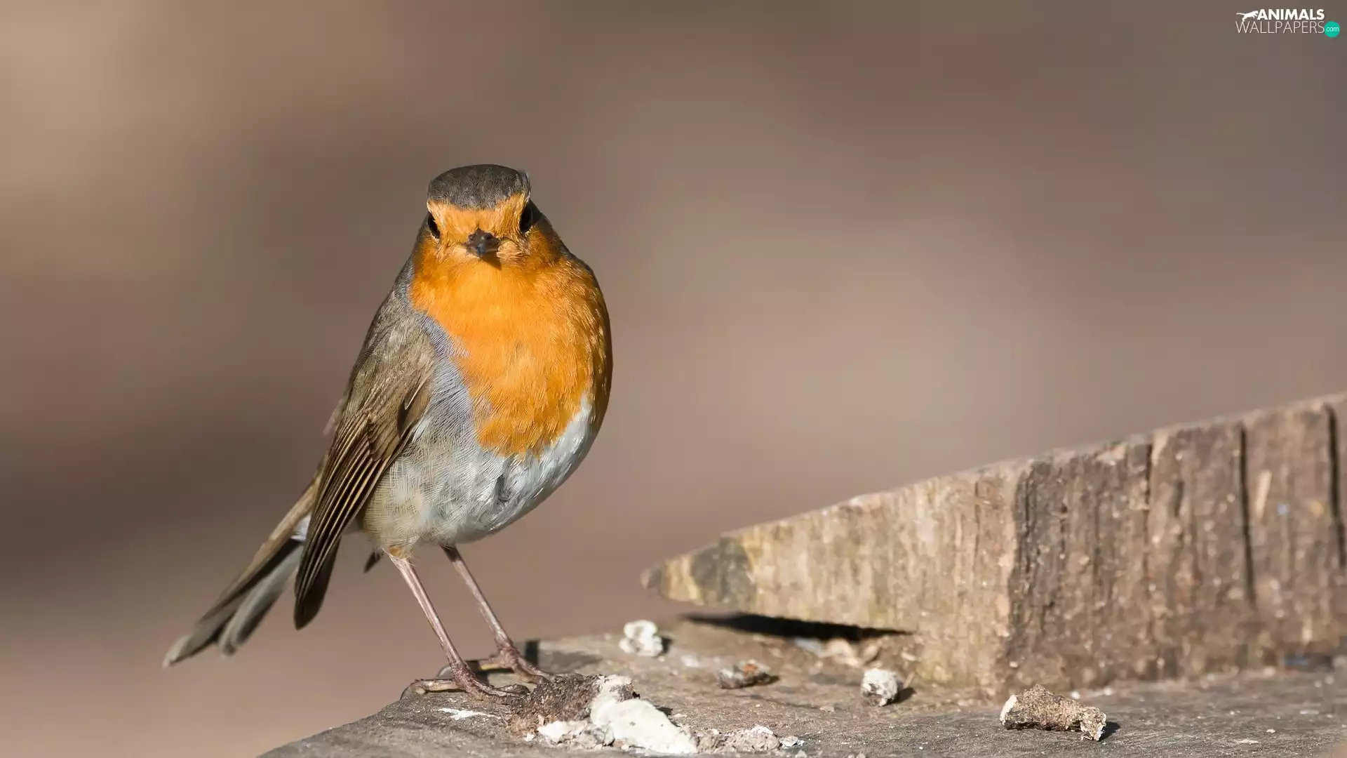 Bird, robin