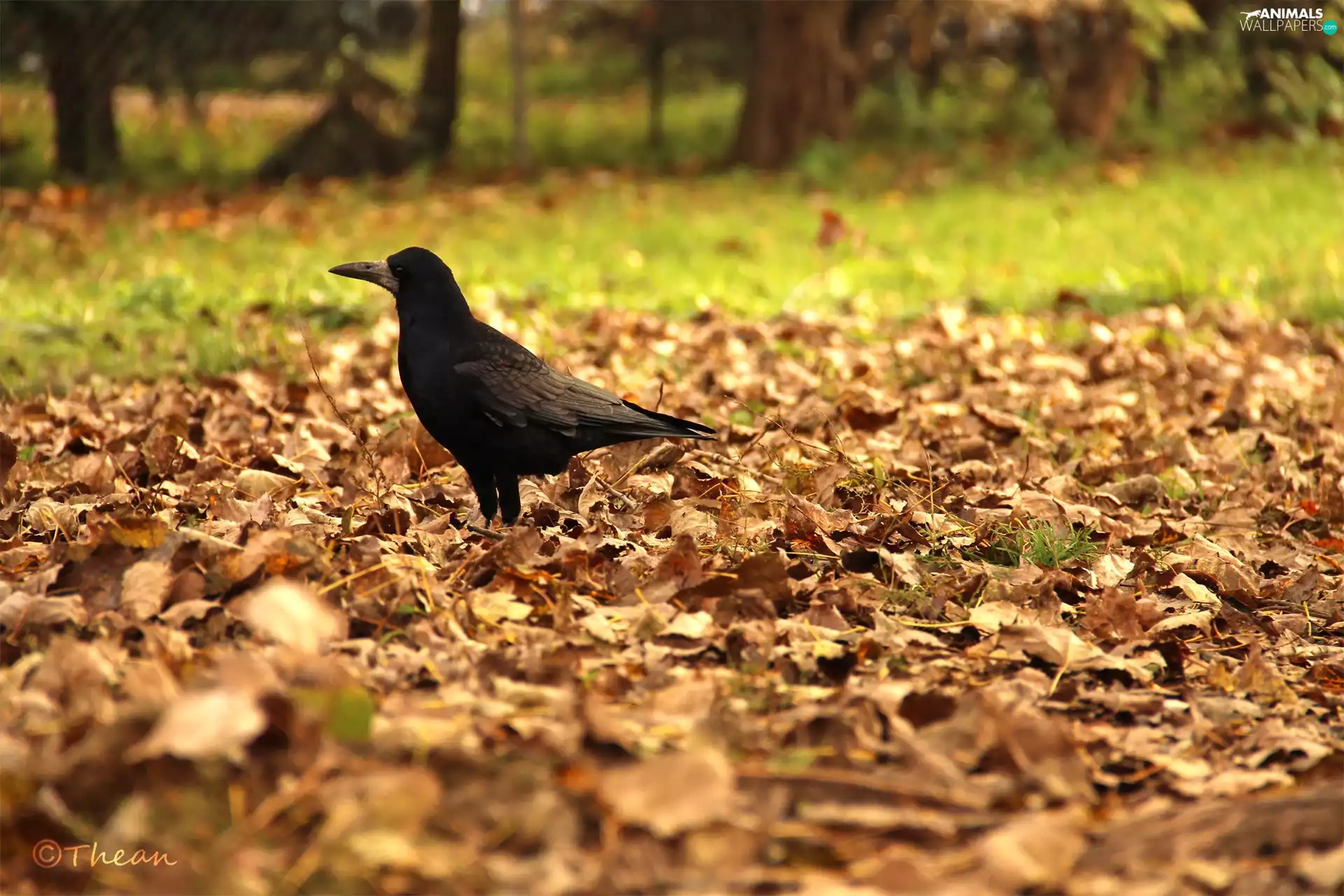 rook, dry, Leaf, Bird