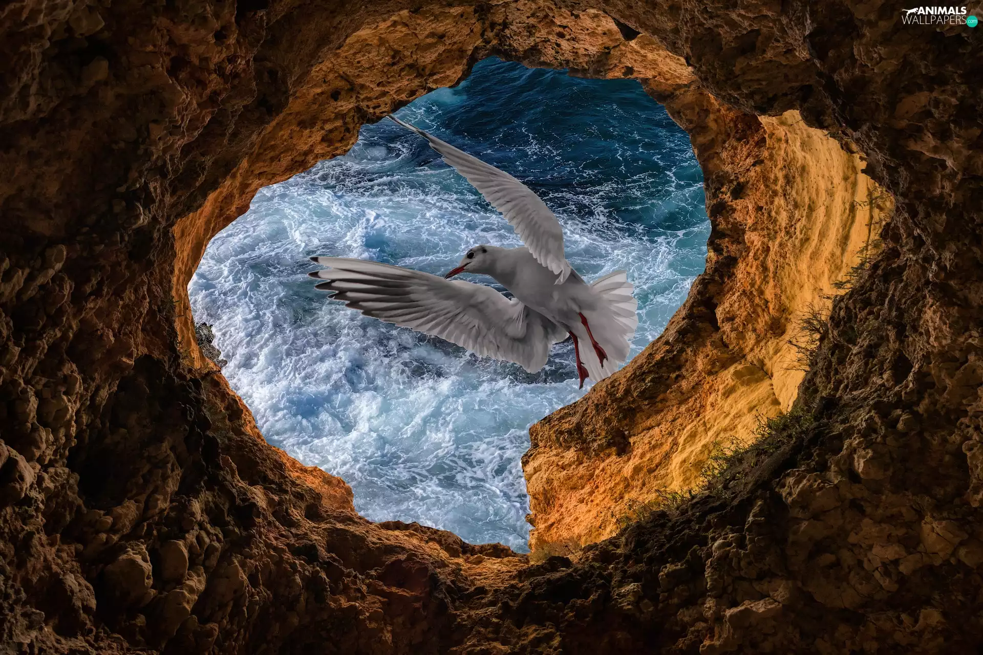 seagull, Rocks, sea, Bird, cave, Waves, photomontage