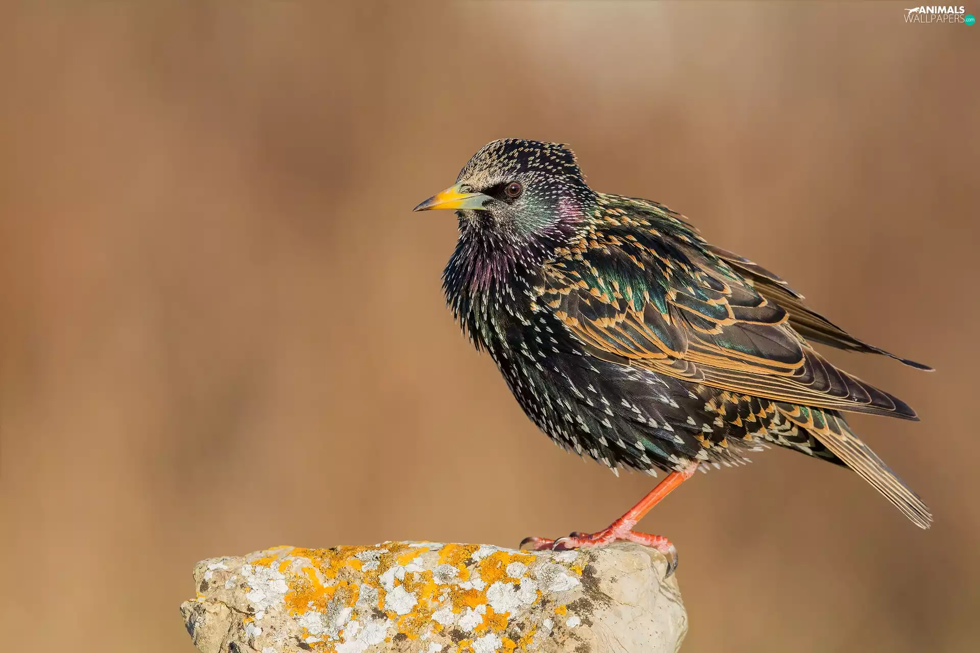 Bird, Common Starling