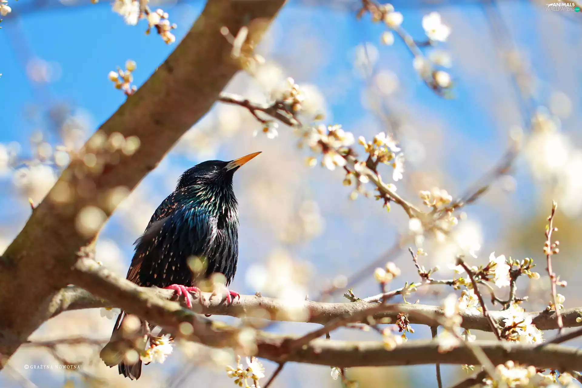 starling, flourishing, trees, Bird