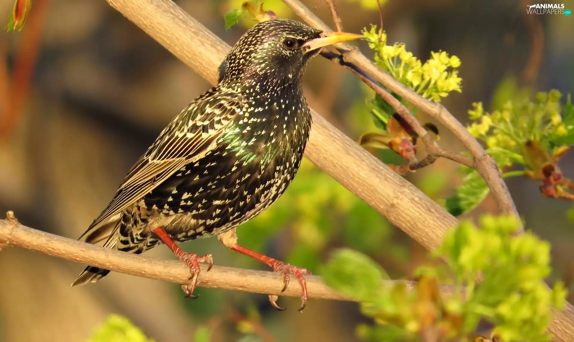 Bird, starling