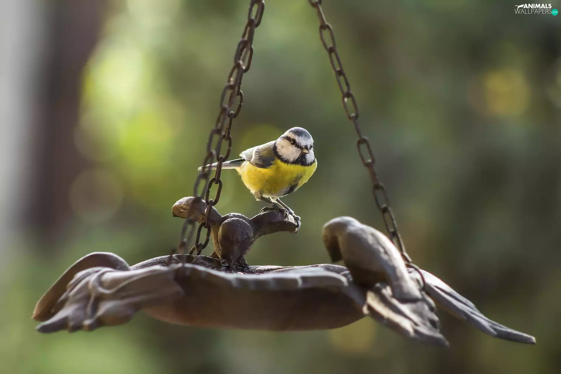 Bird, drinking fountain, Great Tit, Cable-stayed Bridge, tit