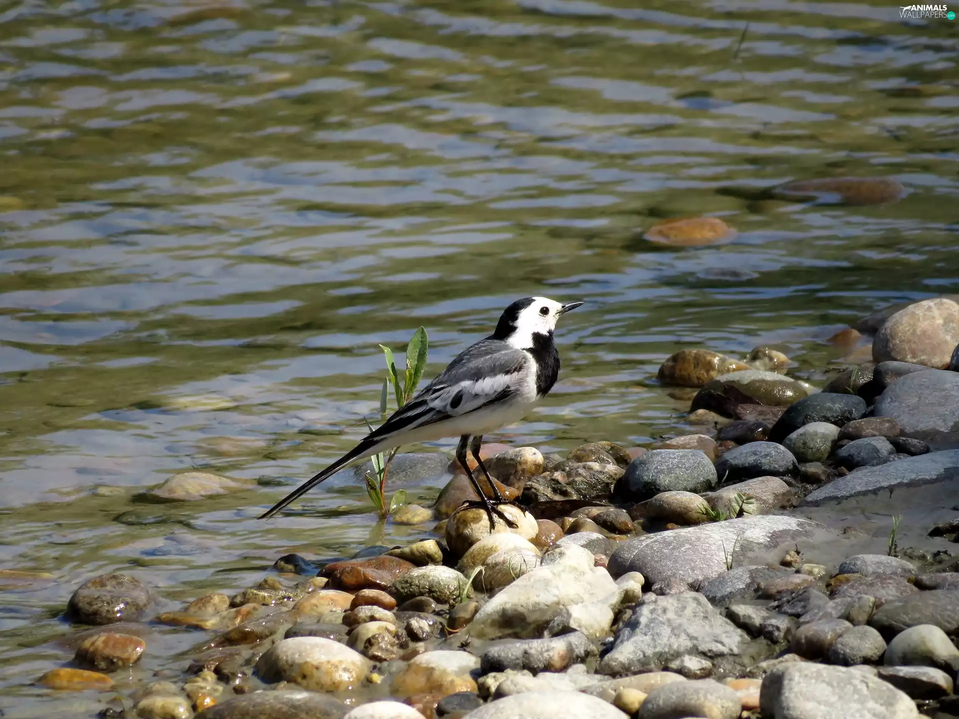 Bird, sea, Stones