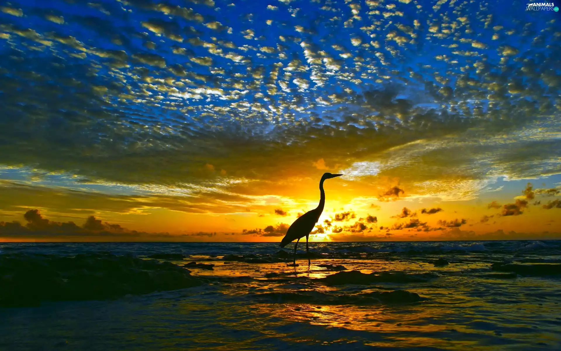 sea, Bird, sun, clouds, west