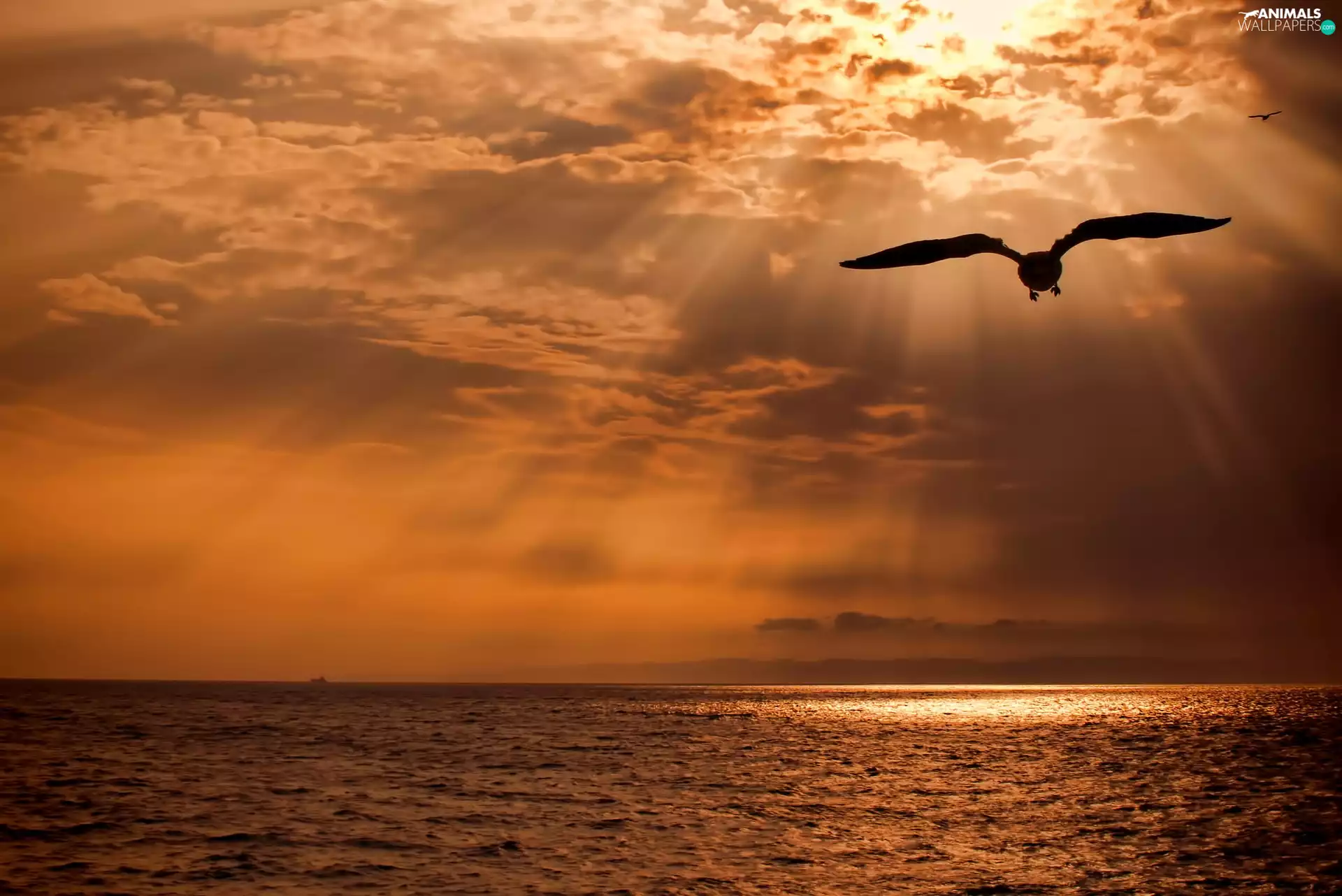 sea, Bird, sun, rays, west