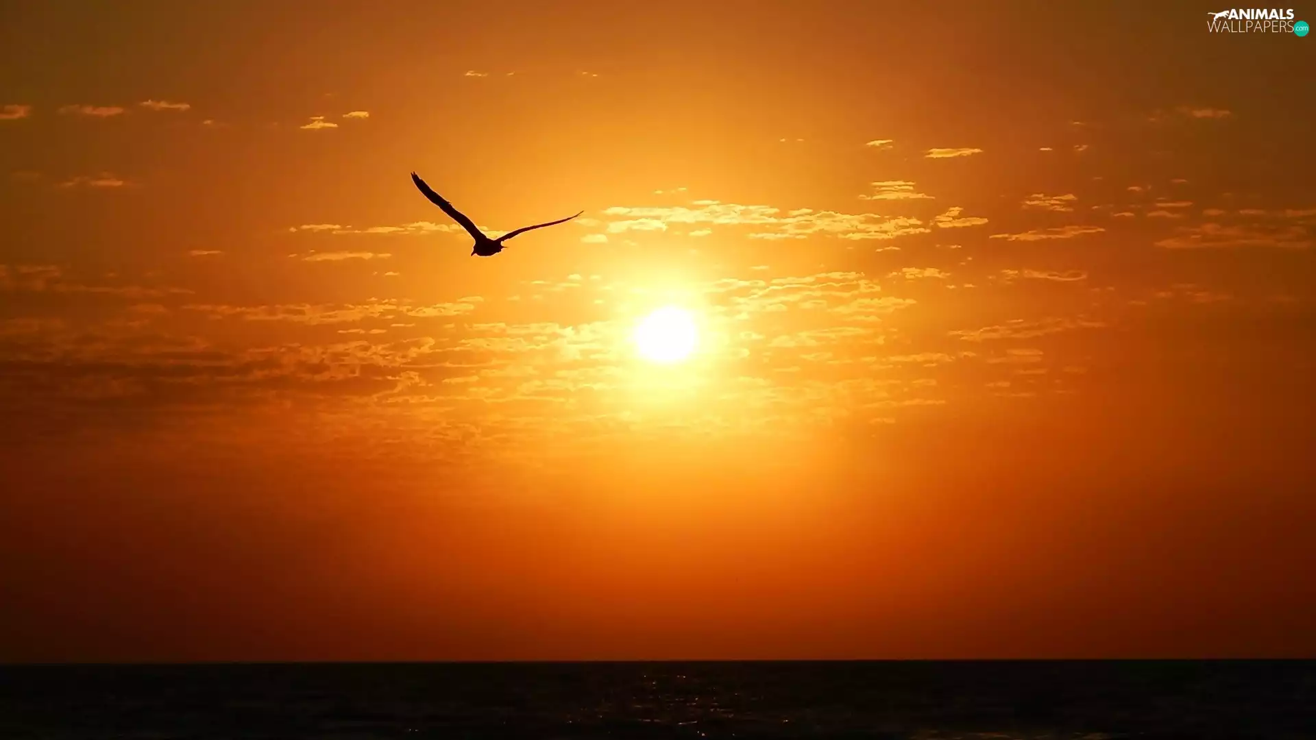 Bird, west, sun