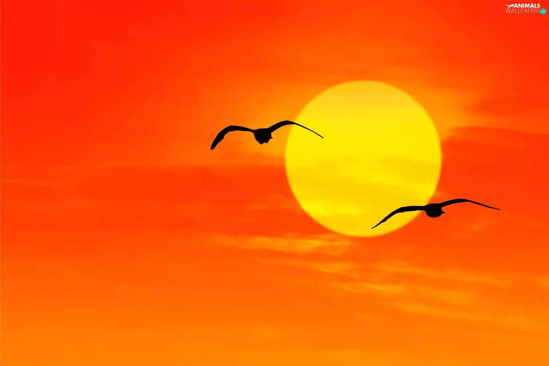 Bird, Great Sunsets