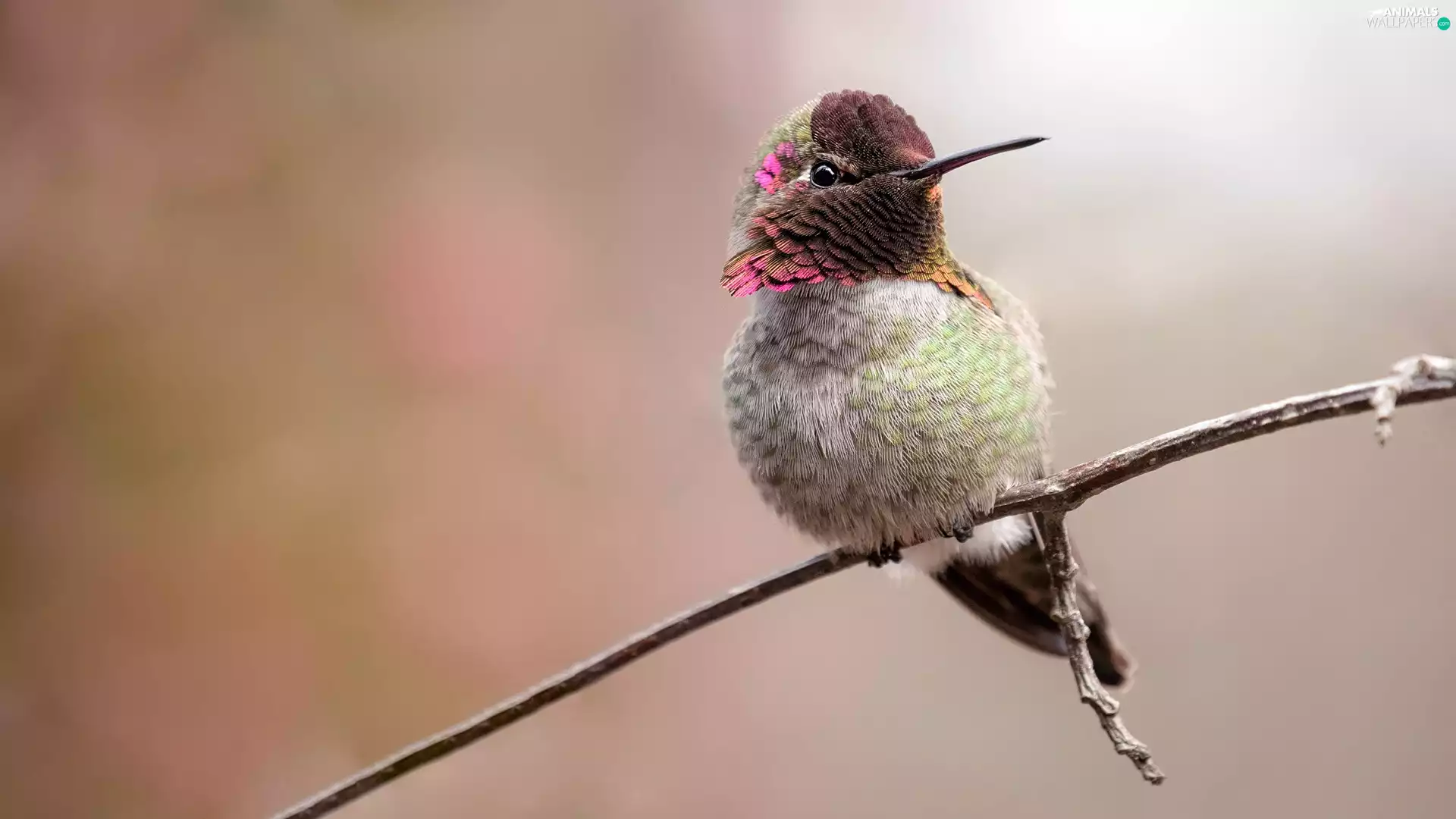 twig, humming-bird, Bird
