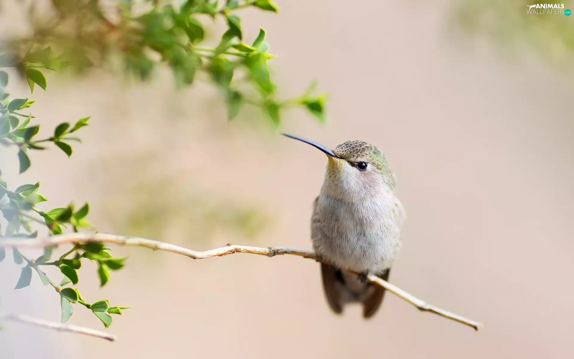 twig, Bird, humming-bird
