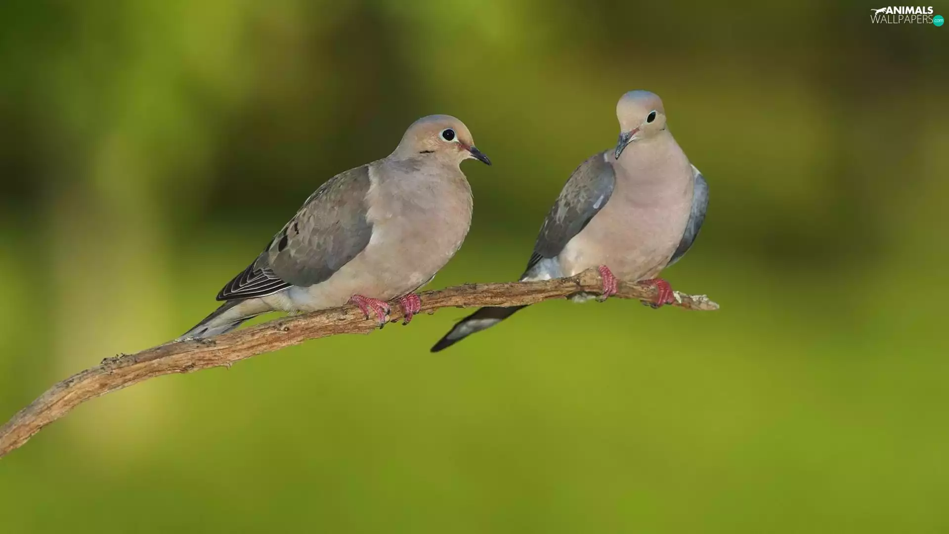 twig, Two, sugars bird