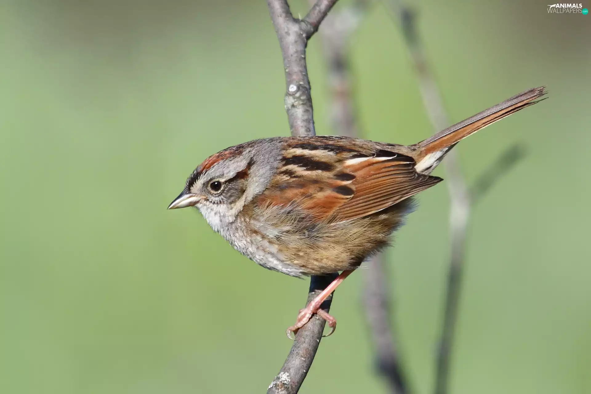 Zonotrichia, Bird, Twigs, Swamp Sparrow