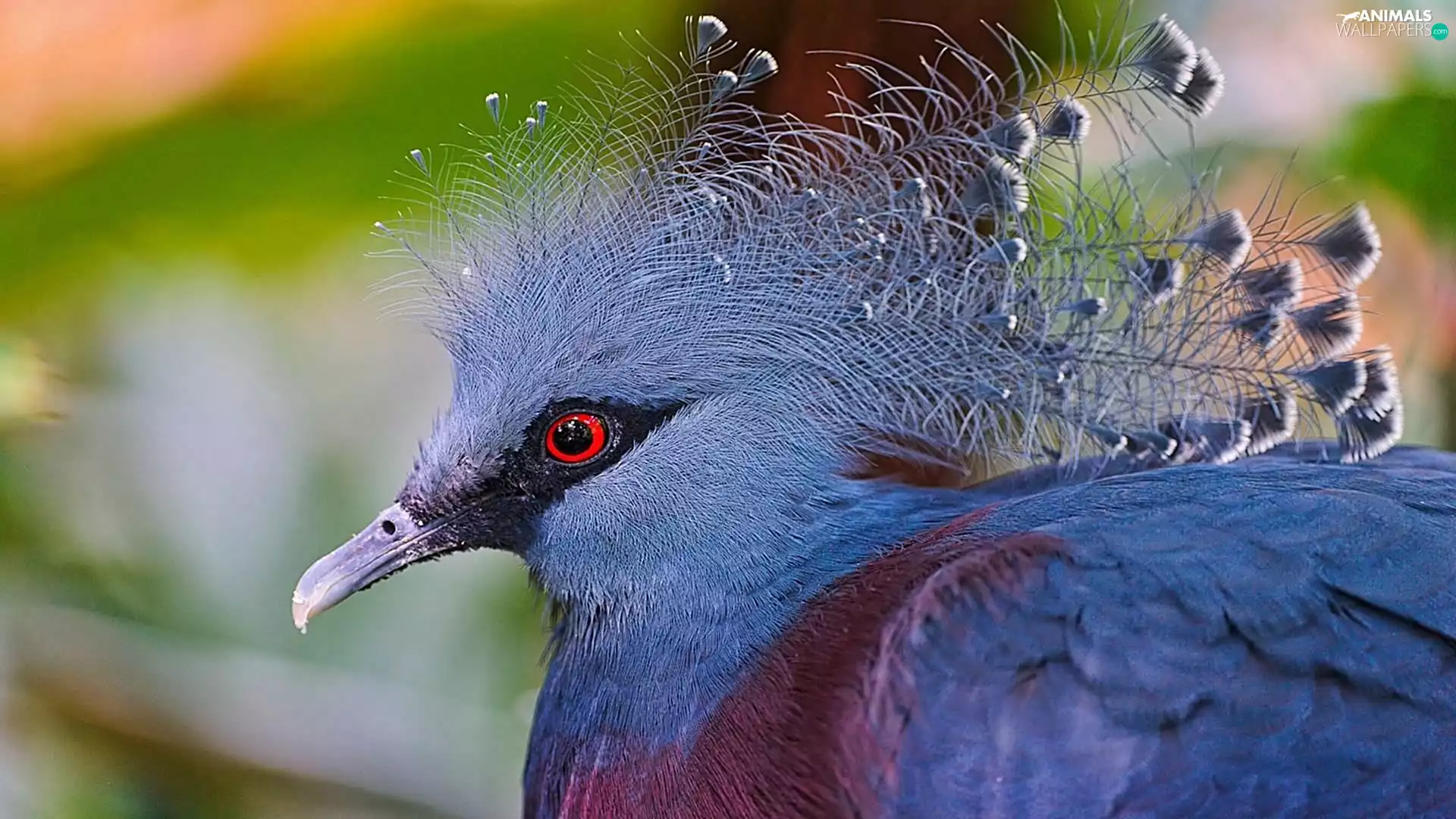 blur, Bird, Victoria Crowned Pigeon