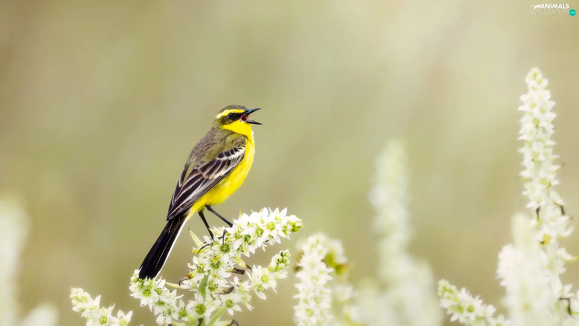 Bird, Yellow Wagtail