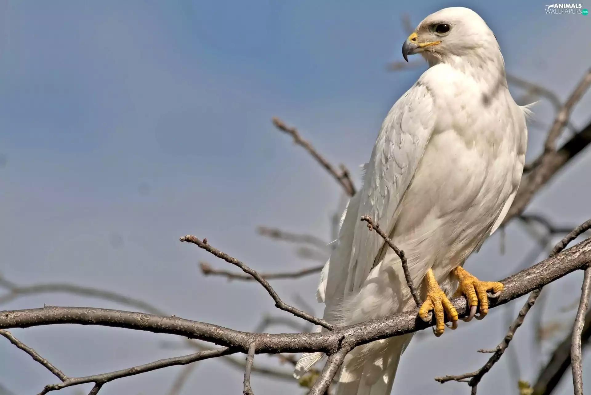 White, predatory, branch, Bird