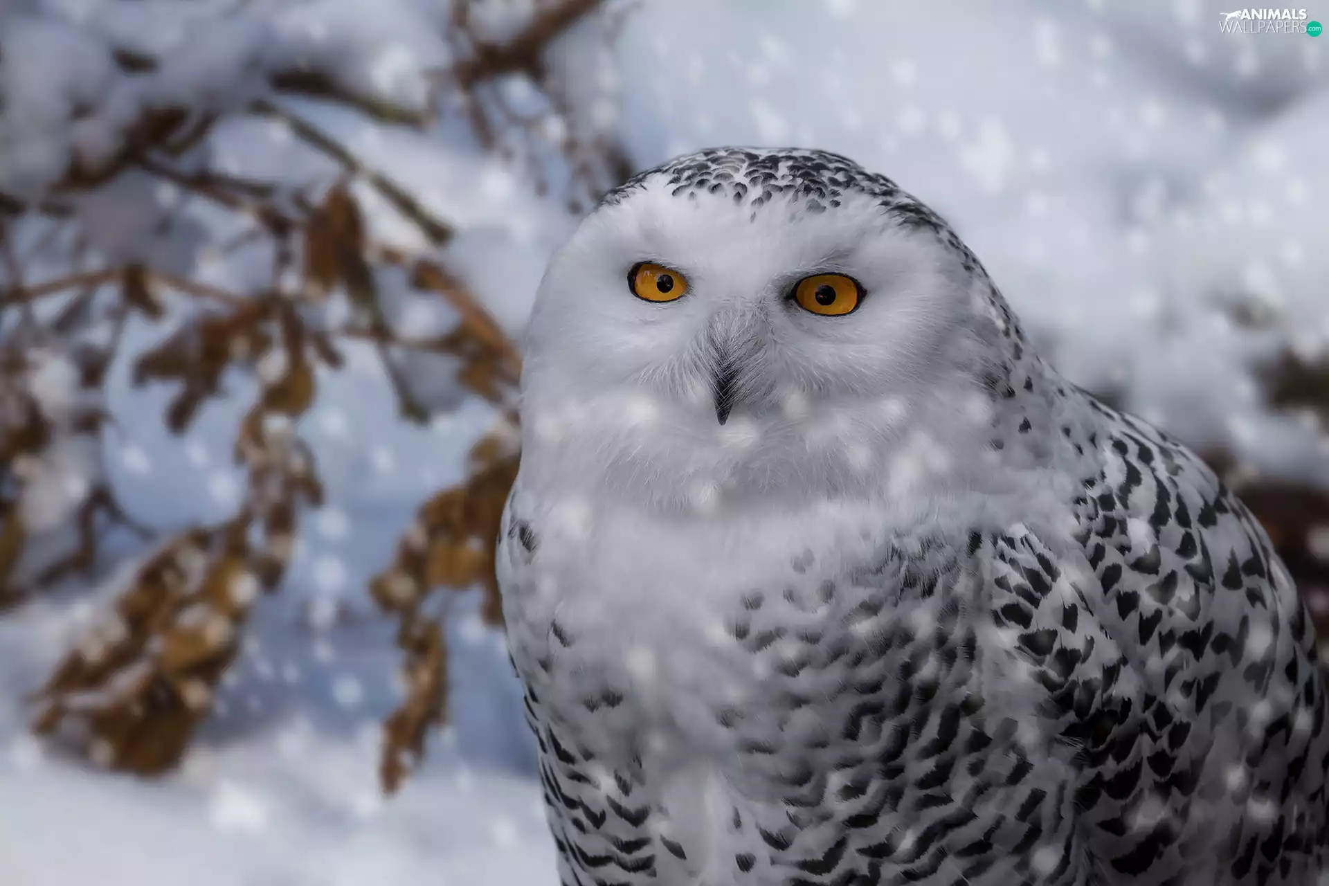 winter, Snowy Owl, Bird