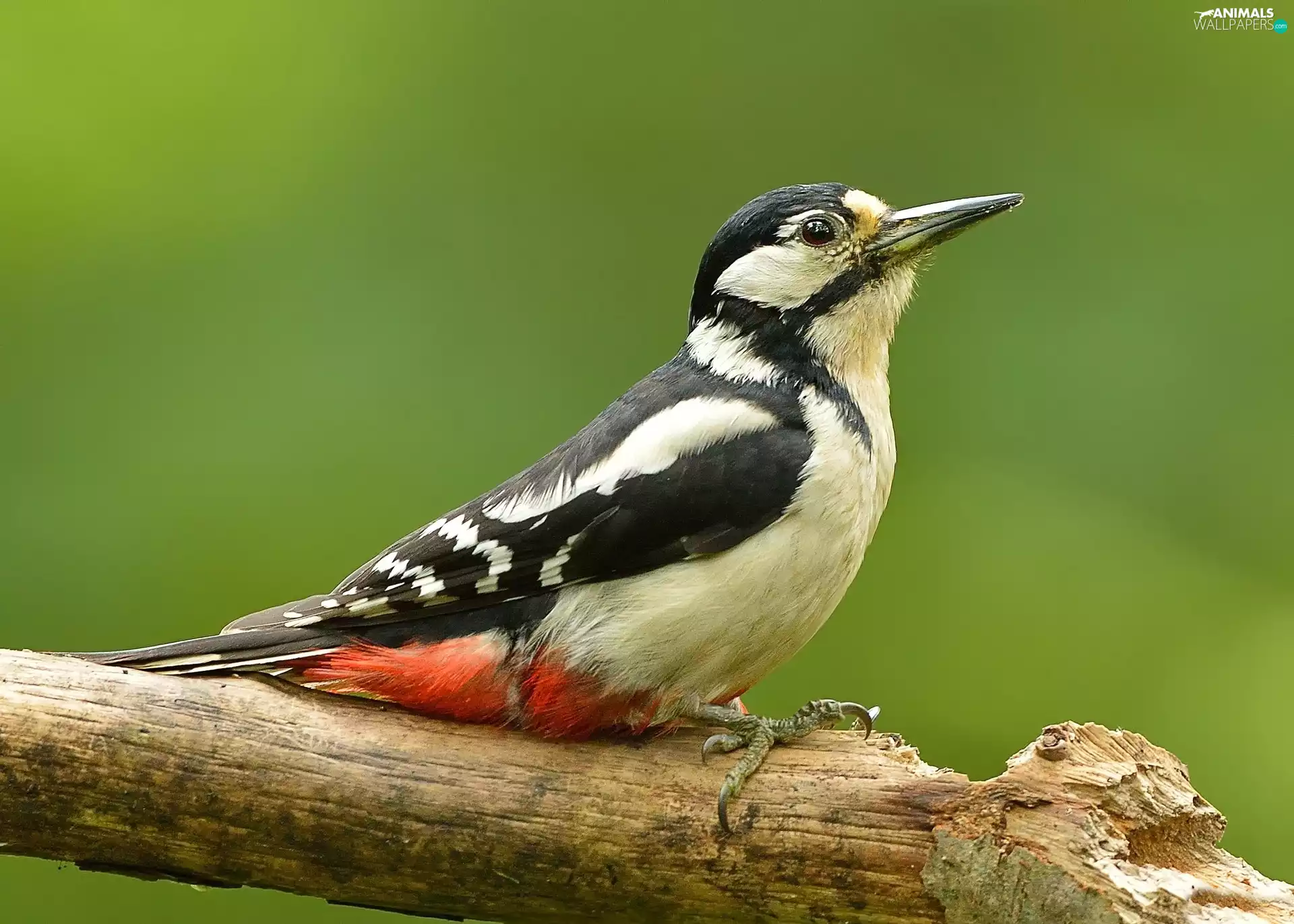Bird, woodpecker