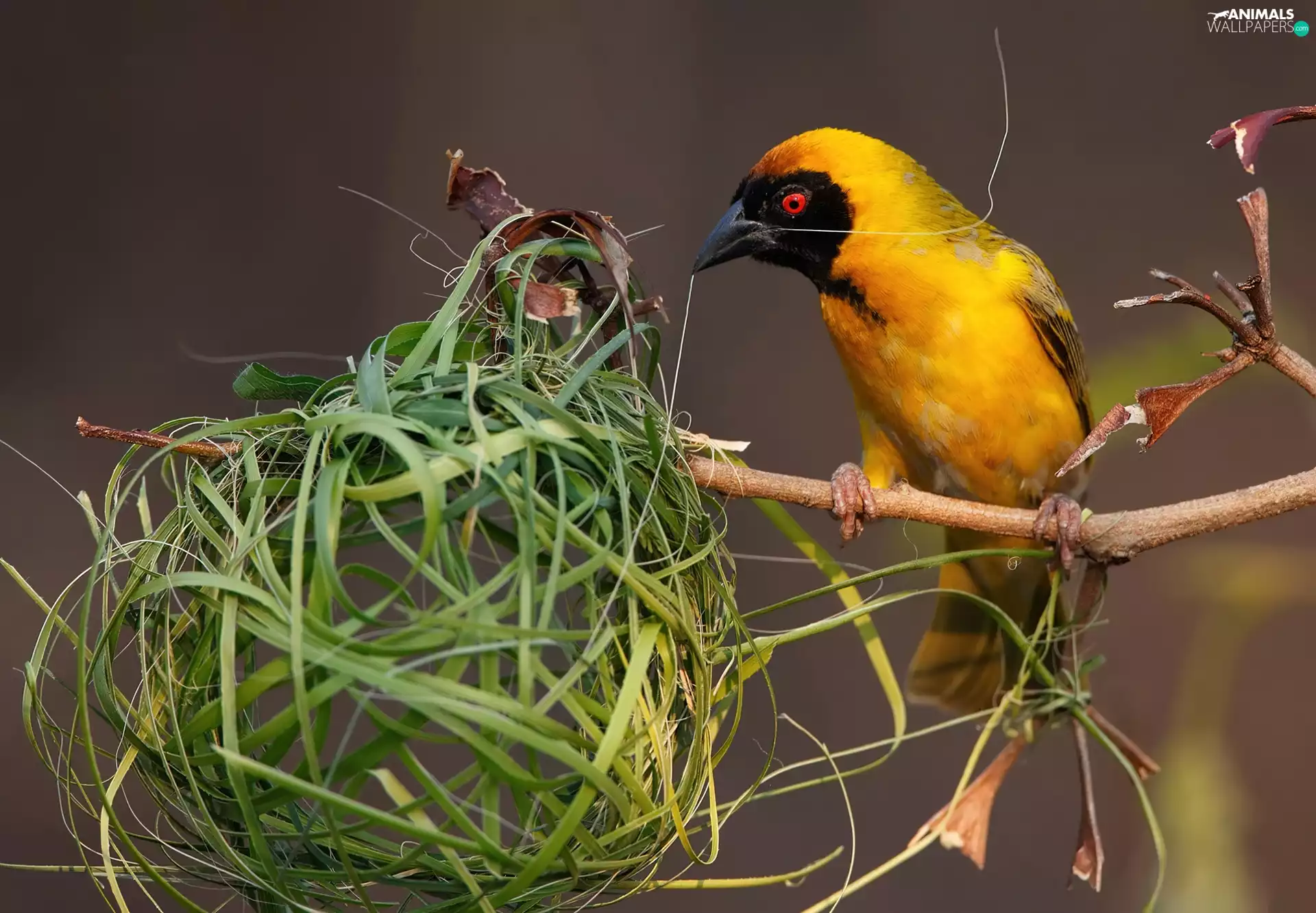 Yellow, weaver, nest, Bird